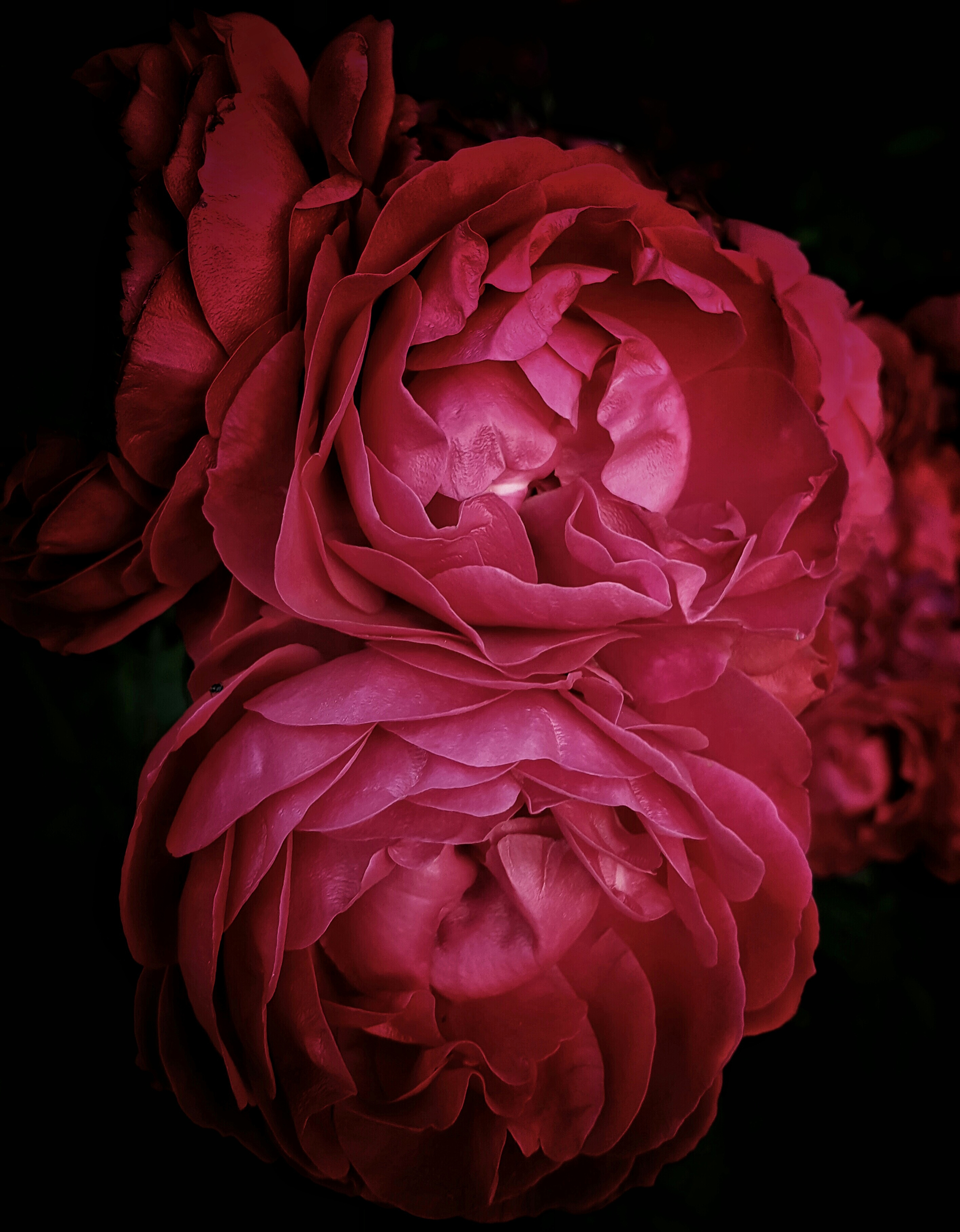 Close-Up Of Red Roses Against Black Background